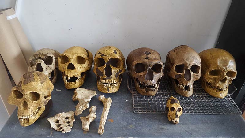 skull
